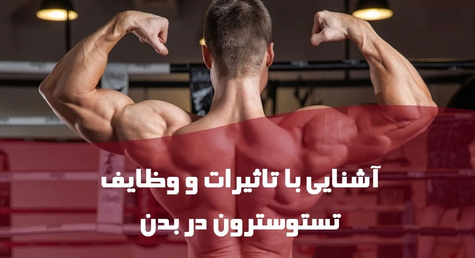 آشنایی با تاثیرات و وظایف تستوسترون در بدن